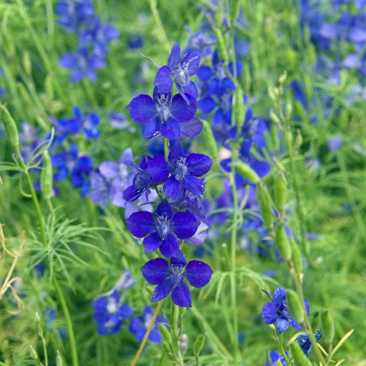 Larkspur- Blue Cloud